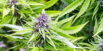 Missouri Expunged Nearly 100K MJ Convictions in a Year, Despite Missing Deadlines