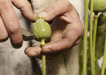 Afghan Poppy Harvest Down 95% After Taliban Opium Ban