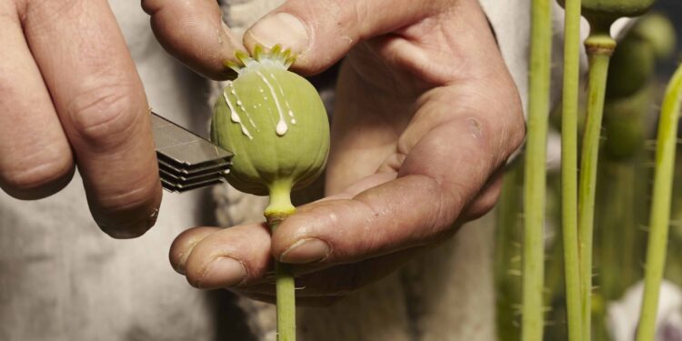 Afghan Poppy Harvest Down 95% After Taliban Opium Ban