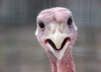 Dispensaries Donate Thousands of Free Turkeys for Thanksgiving