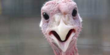 Dispensaries Donate Thousands of Free Turkeys for Thanksgiving