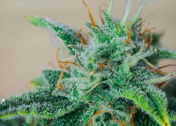 CDC Report Confirms First Case of MJ Employee Death From Occupational Asthma