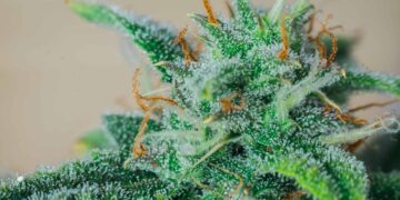 CDC Report Confirms First Case of MJ Employee Death From Occupational Asthma