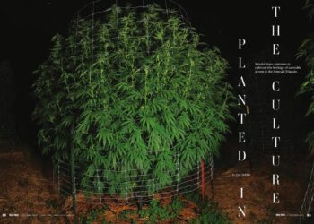 Planted in the Culture