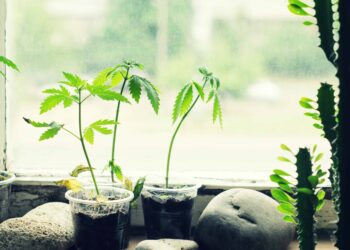 Man in Minnesota Offers Free Grow Classes to the Public