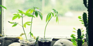 Man in Minnesota Offers Free Grow Classes to the Public