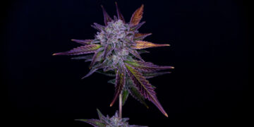 First Round of Cannabis Justice Reinvestment Grants Announced in Arizona