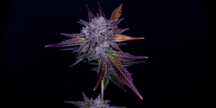 First Round of Cannabis Justice Reinvestment Grants Announced in Arizona