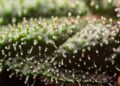 Nova Scotia Medical Cannabis Advocate Targeted by Canada Revenue Agency