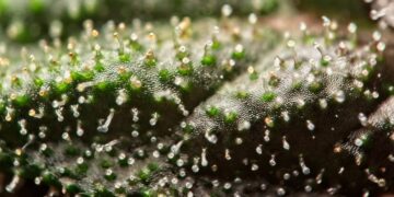 Nova Scotia Medical Cannabis Advocate Targeted by Canada Revenue Agency