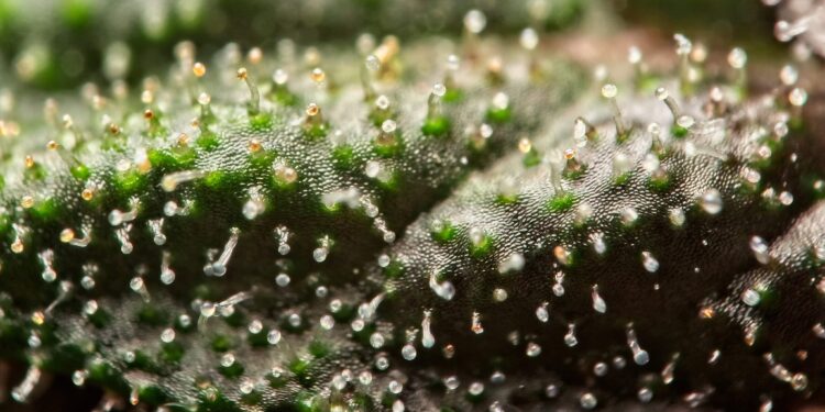 Nova Scotia Medical Cannabis Advocate Targeted by Canada Revenue Agency