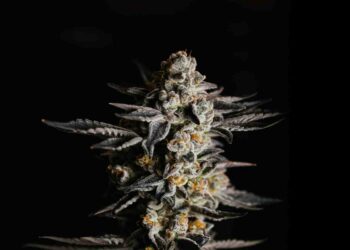 Health for Life Celebrates A Decade in Arizona