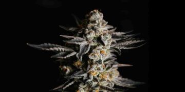 Health for Life Celebrates A Decade in Arizona