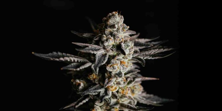 Health for Life Celebrates A Decade in Arizona