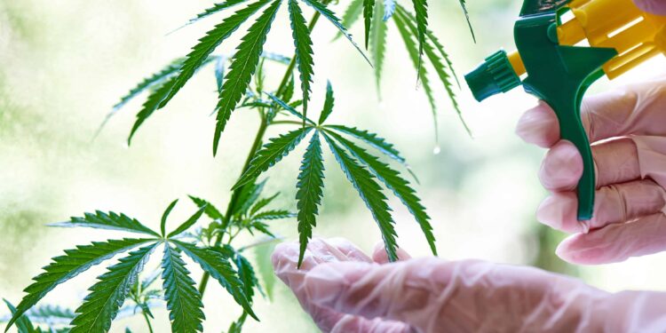 Hemp Cannabinoids Could Be Source of New Pesticides