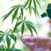 Hemp Cannabinoids Could Be Source of New Pesticides