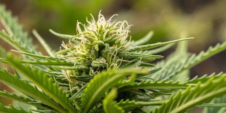 California Cop Applicants Won’t Be Asked About Prior Pot Use