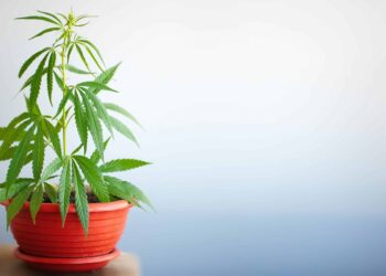 Florida Activists Withdraw Medical Cannabis Home Grow Initiative