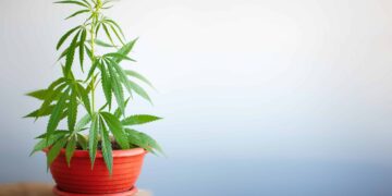 Florida Activists Withdraw Medical Cannabis Home Grow Initiative