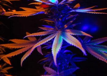 Minnesota Health Officials Issue Warning About Illegal High-Potency Hemp Products