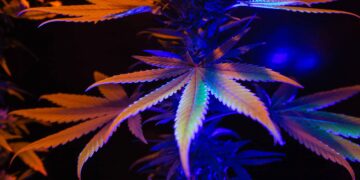 Minnesota Health Officials Issue Warning About Illegal High-Potency Hemp Products