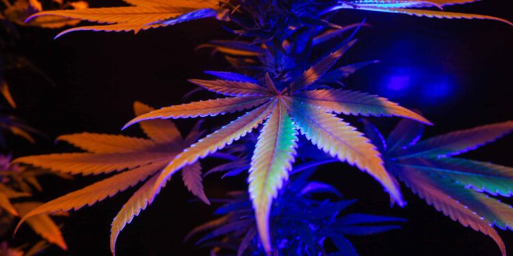 Minnesota Health Officials Issue Warning About Illegal High-Potency Hemp Products