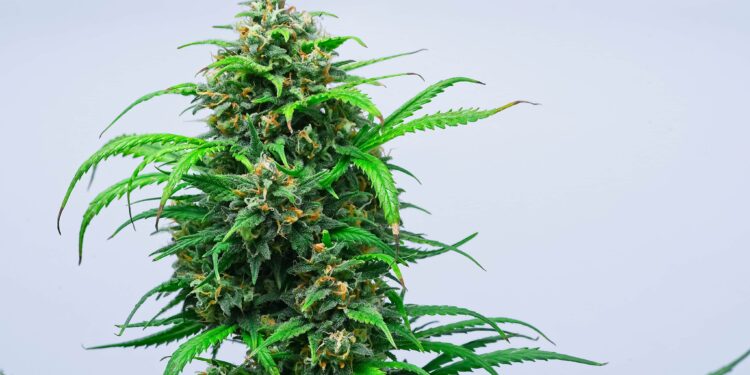 Medical Cannabis Clinical Trial in U.K. Underway