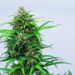 Medical Cannabis Clinical Trial in U.K. Underway