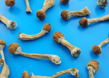 Over 700 People Legally Tripped Shrooms in Oregon This Year