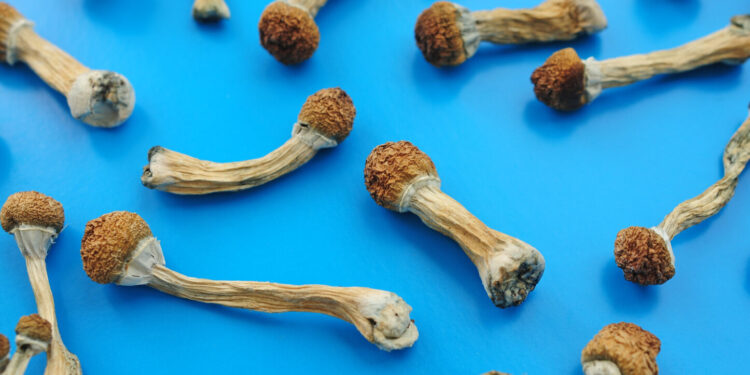 Over 700 People Legally Tripped Shrooms in Oregon This Year