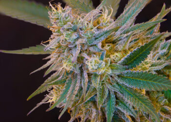 Colorado Institute of Cannabis Research To Embark on Six New Cannabis Studies