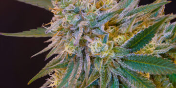 Colorado Institute of Cannabis Research To Embark on Six New Cannabis Studies