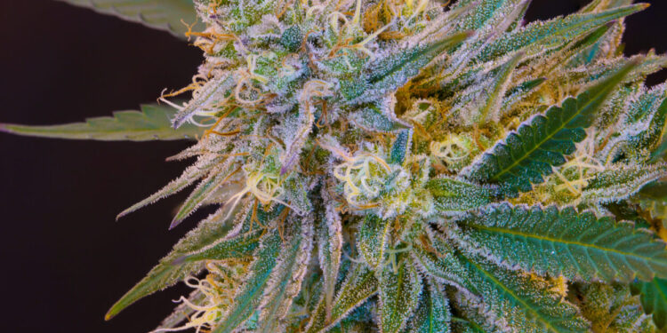 Colorado Institute of Cannabis Research To Embark on Six New Cannabis Studies