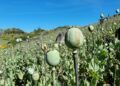 Myanmar Surpasses Afghanistan as World’s Largest Opium Producer