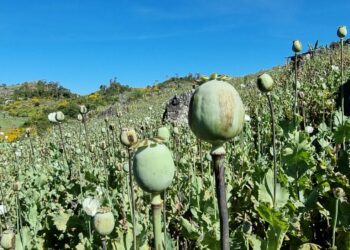 Myanmar Surpasses Afghanistan as World’s Largest Opium Producer