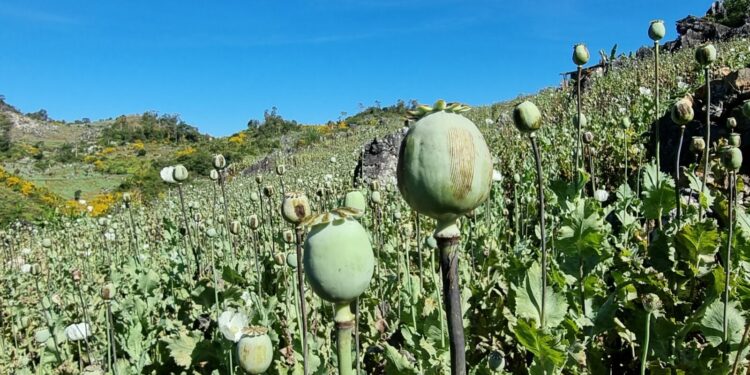 Myanmar Surpasses Afghanistan as World’s Largest Opium Producer