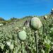 Myanmar Surpasses Afghanistan as World’s Largest Opium Producer
