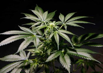 Mississippi Retailers Caught Selling Weed Disguised as Hemp Products