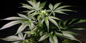 Mississippi Retailers Caught Selling Weed Disguised as Hemp Products