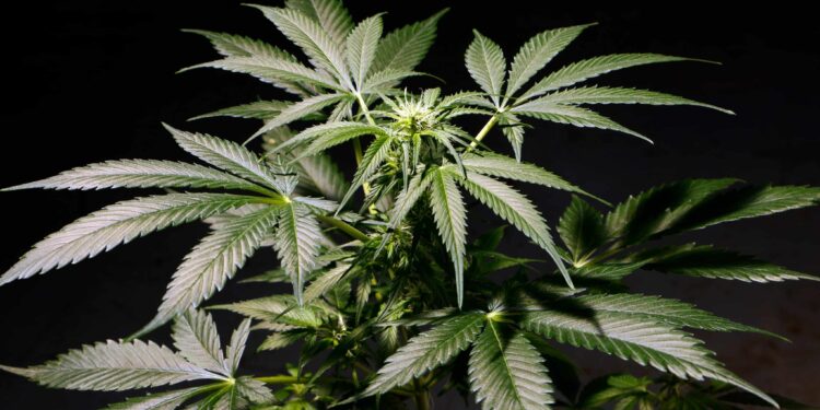 Mississippi Retailers Caught Selling Weed Disguised as Hemp Products