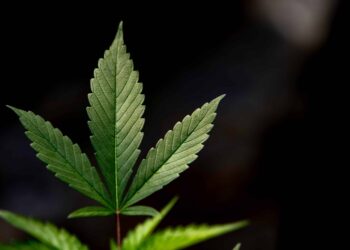 Colorado Gun Rights Org Pushes Voter Initiative Allowing MJ Users To Obtain Concealed Carry Permits