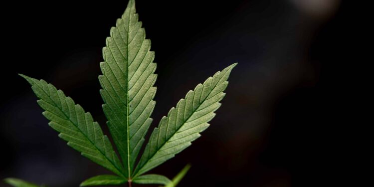 Colorado Gun Rights Org Pushes Voter Initiative Allowing MJ Users To Obtain Concealed Carry Permits