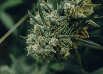 Nebraska Advocates Report Progress, Continue Collecting Signatures for 2024 Medical Cannabis Ballot