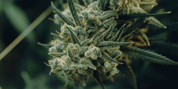 Nebraska Advocates Report Progress, Continue Collecting Signatures for 2024 Medical Cannabis Ballot