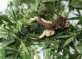 Denver Cops Bust 23 Suspects Accused of Dispensary Burglaries