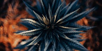 New York Details Latest Efforts To Crack Down on Unlicensed Weed Businesses