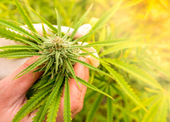 30,000 Papers on Cannabis Published By Scientists in Last Decade