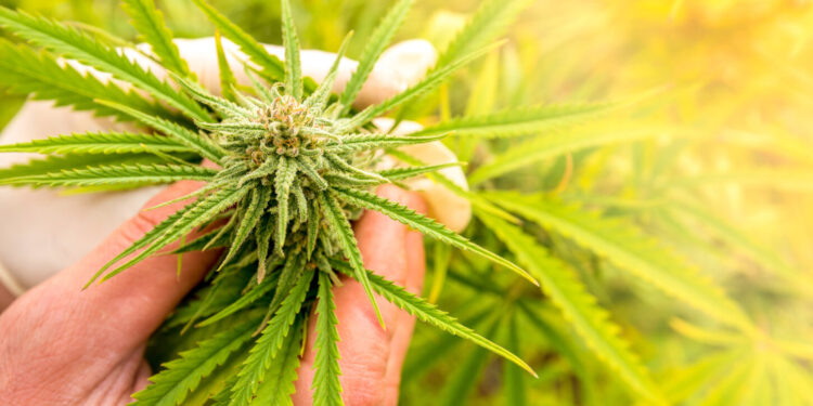 30,000 Papers on Cannabis Published By Scientists in Last Decade