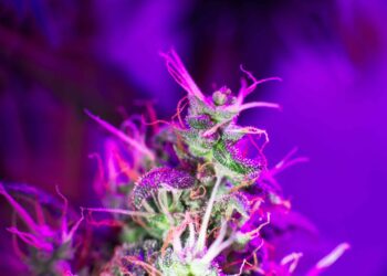 New Report Projects Global Recreational Cannabis Market To Nearly Double by 2027