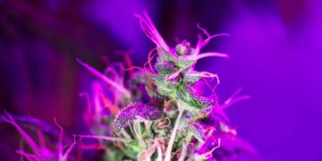 New Report Projects Global Recreational Cannabis Market To Nearly Double by 2027